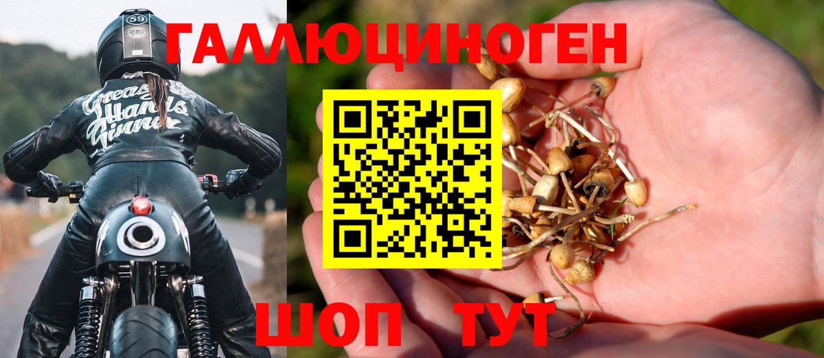 Галлюциногенные грибы Psilocybine cubensis Крымск
